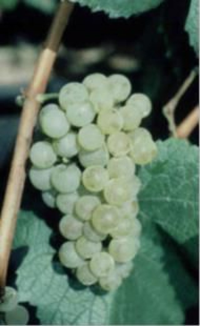 Chardonay