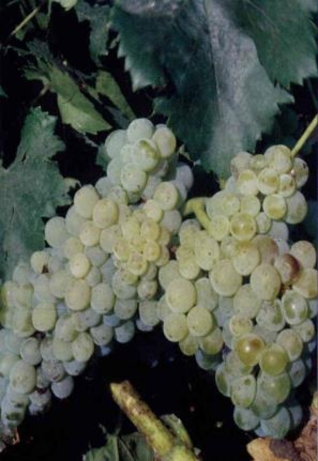 Garnacha blanca