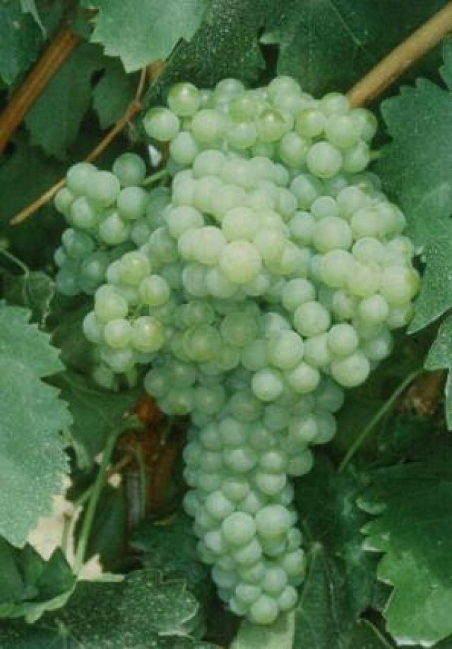 Macabeo