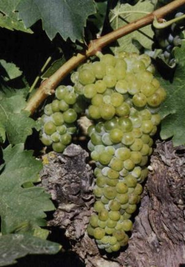Moscatel grano pequeño