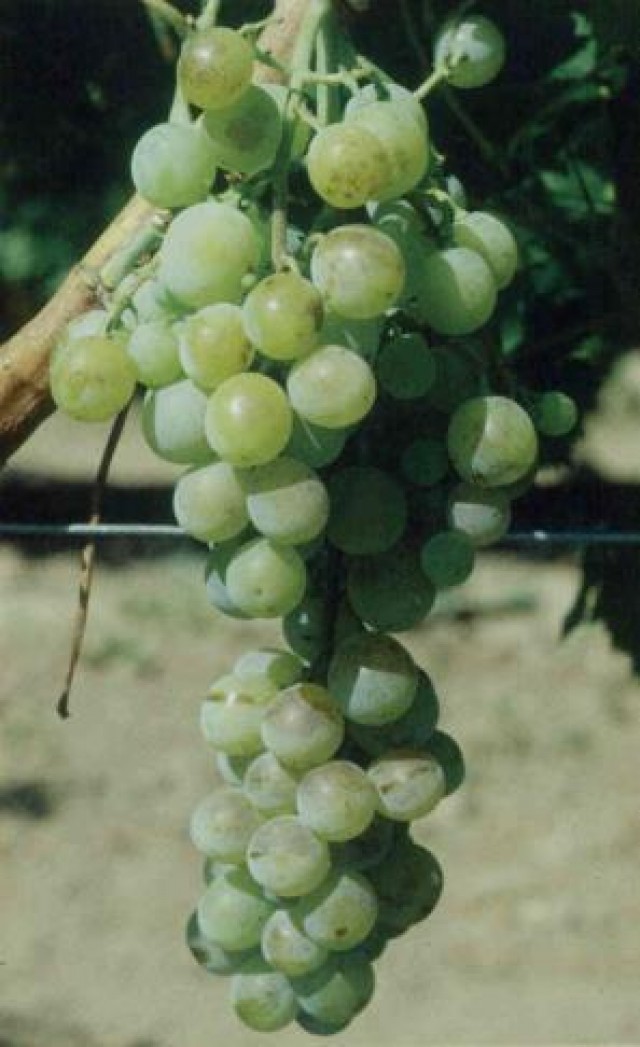 Moscatel alejandria