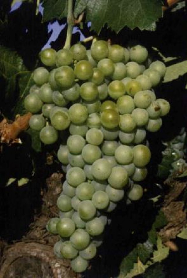 Pardina