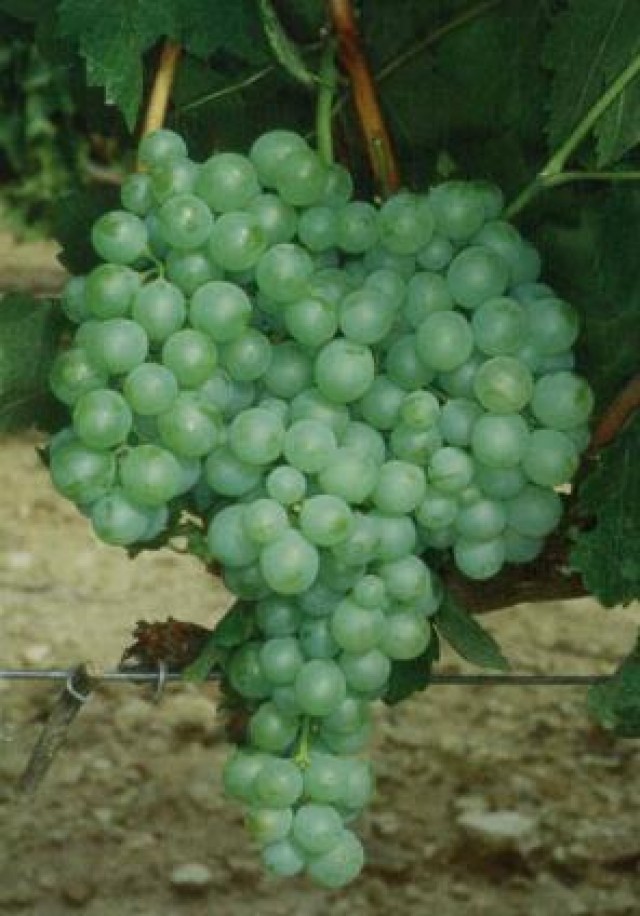 Parellada