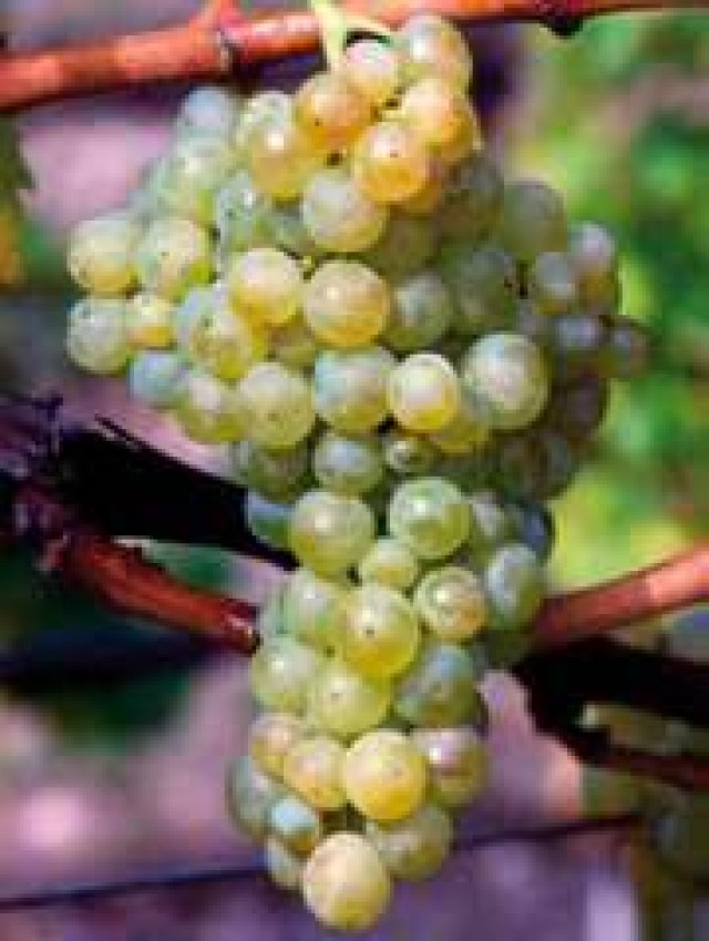 Viognier