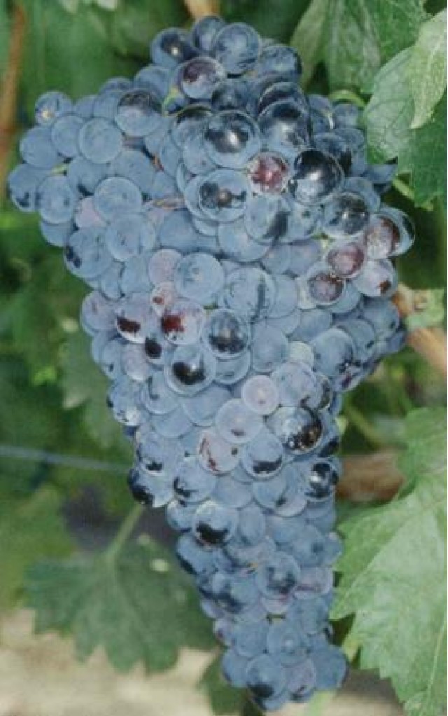 Cariñena