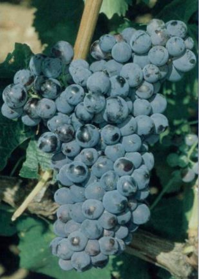 Garnacha tinta