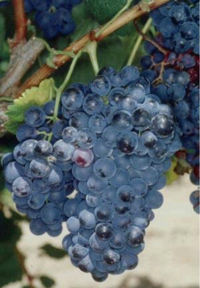 Garnacha tintorera