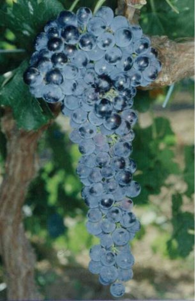 Merlot