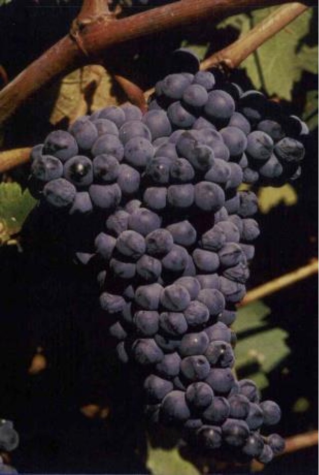 Monastrell