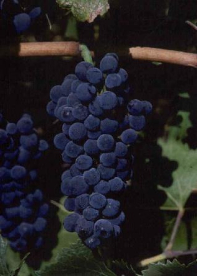 Pinot noir