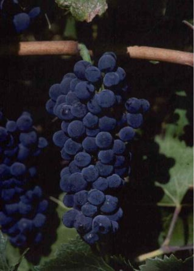 Pinot noir