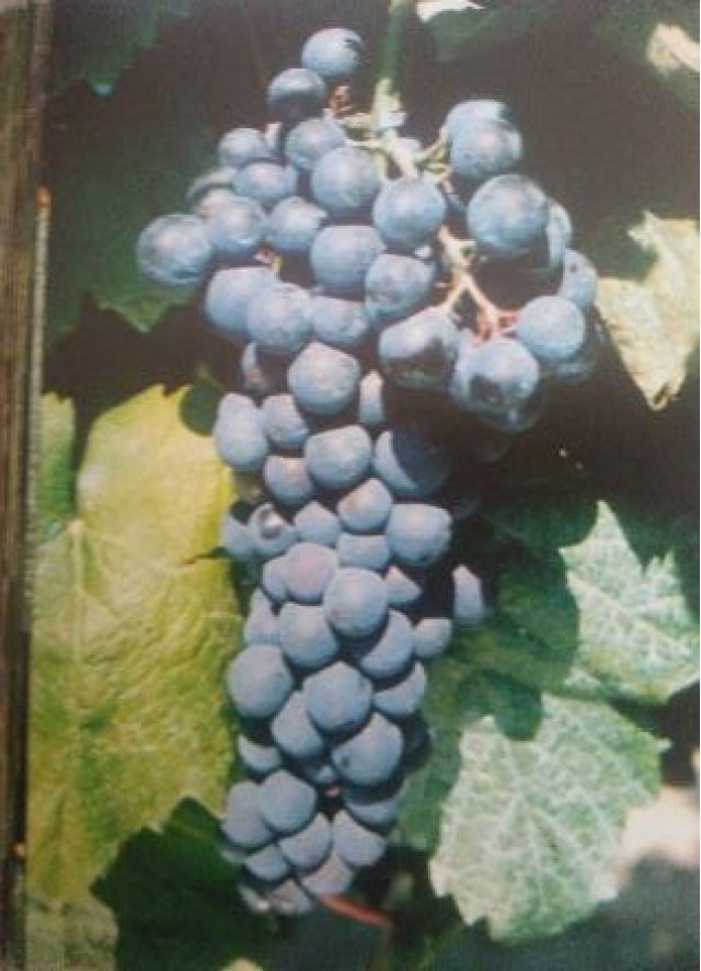 Petit verdot