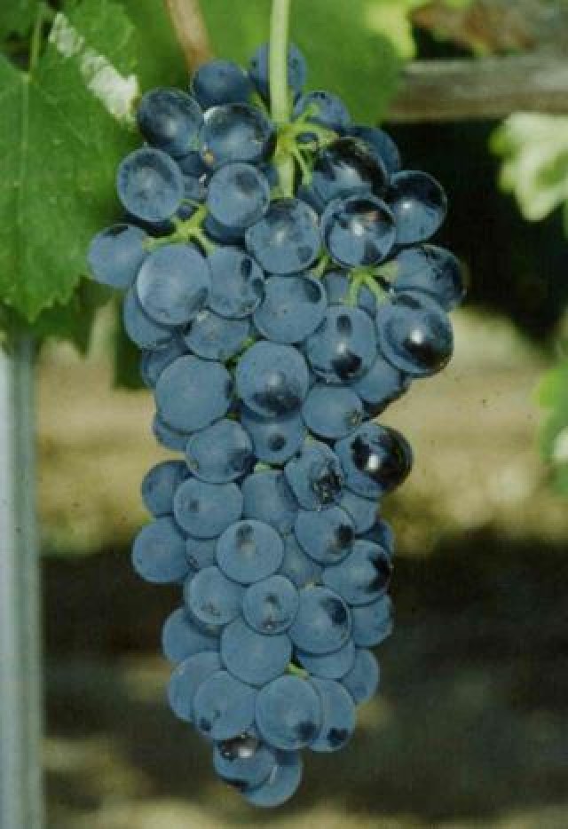 Syrah