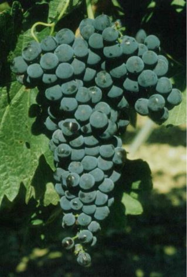 Tempranillo