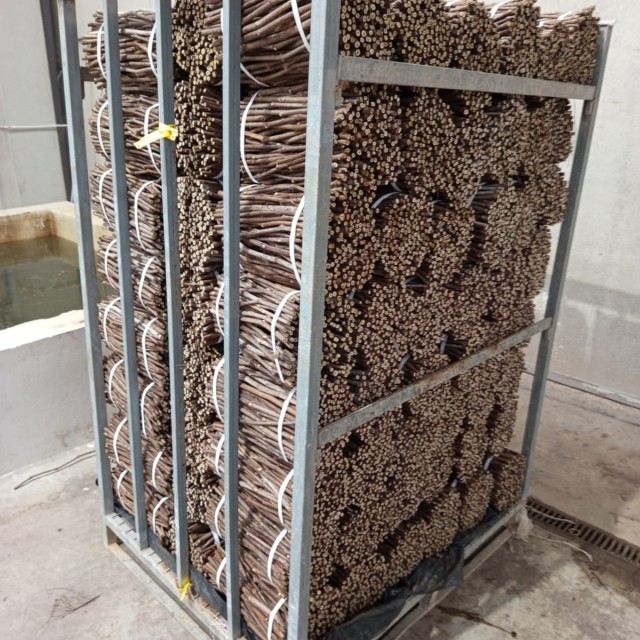 Proceso productivo portainjerto: Nuestros portainjertos son la base para un cultivo exitoso.