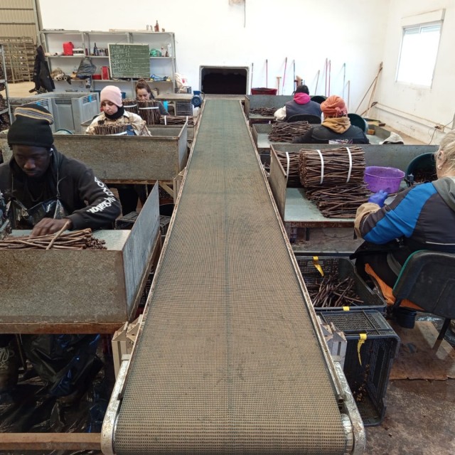 PRODUCCIÓN PLANTAS PARA LA CAMPAÑA 2025/2026