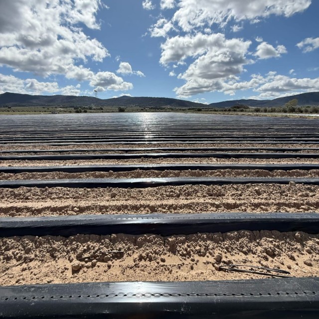 Selección de plantas injertadas para la próxima campaña