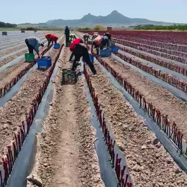 Plantación Vivero.