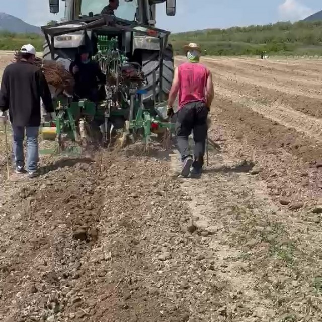 Plantación cepas madre